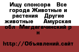 Ищу спонсора - Все города Животные и растения » Другие животные   . Амурская обл.,Магдагачинский р-н